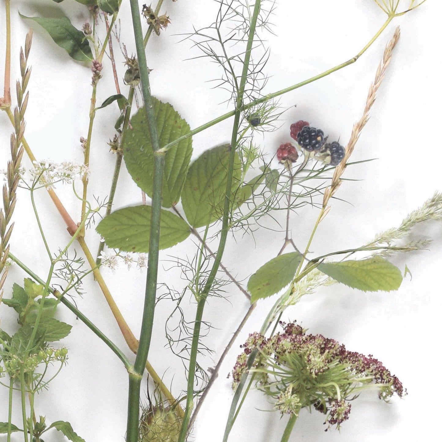 Botanical Nostalgia Wallpaper