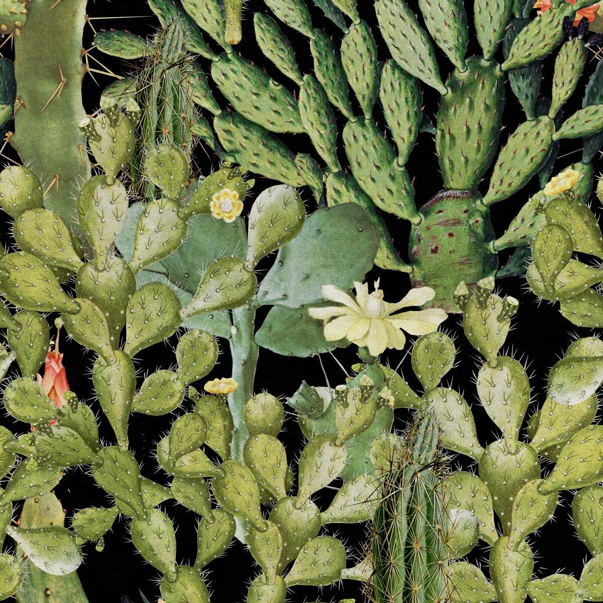 Opuntia Anthracite Wallpaper