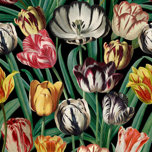 Tulipa Wallpaper
