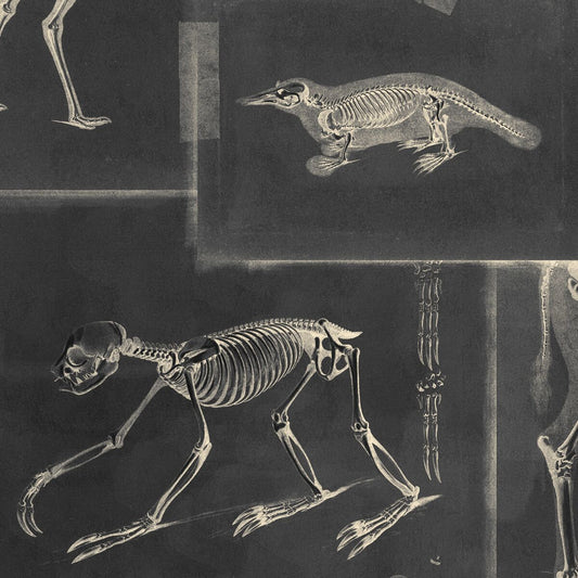 Zooarchaeology Anthracite Wallpaper