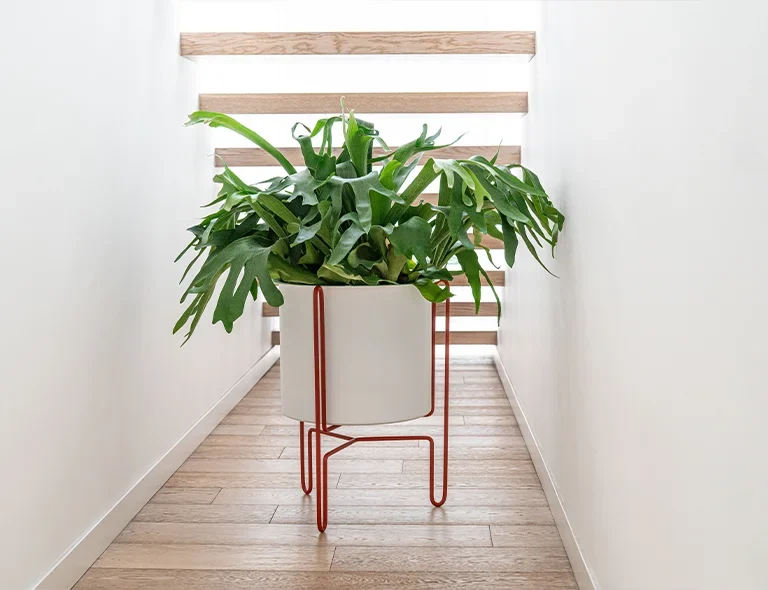 Meridius Planter