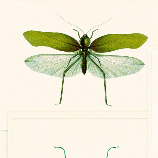 Entomology Green Wallpaper