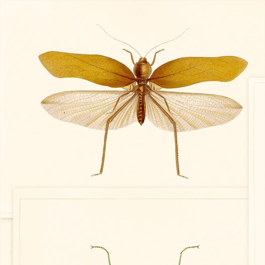 Entomology Wallpaper