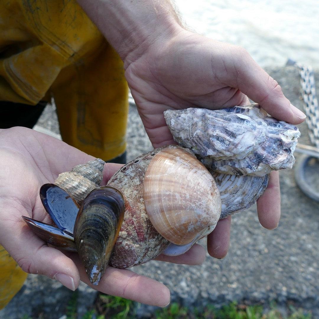 Marine Seashell Table Tops-Contract Furniture Store for hospitality, leisure & commercial projects