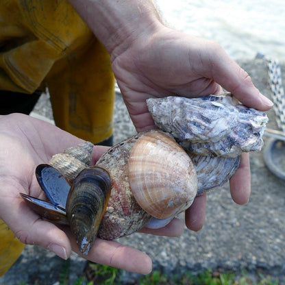 Marine Seashell Table Tops-Contract Furniture Store for hospitality, leisure & commercial projects