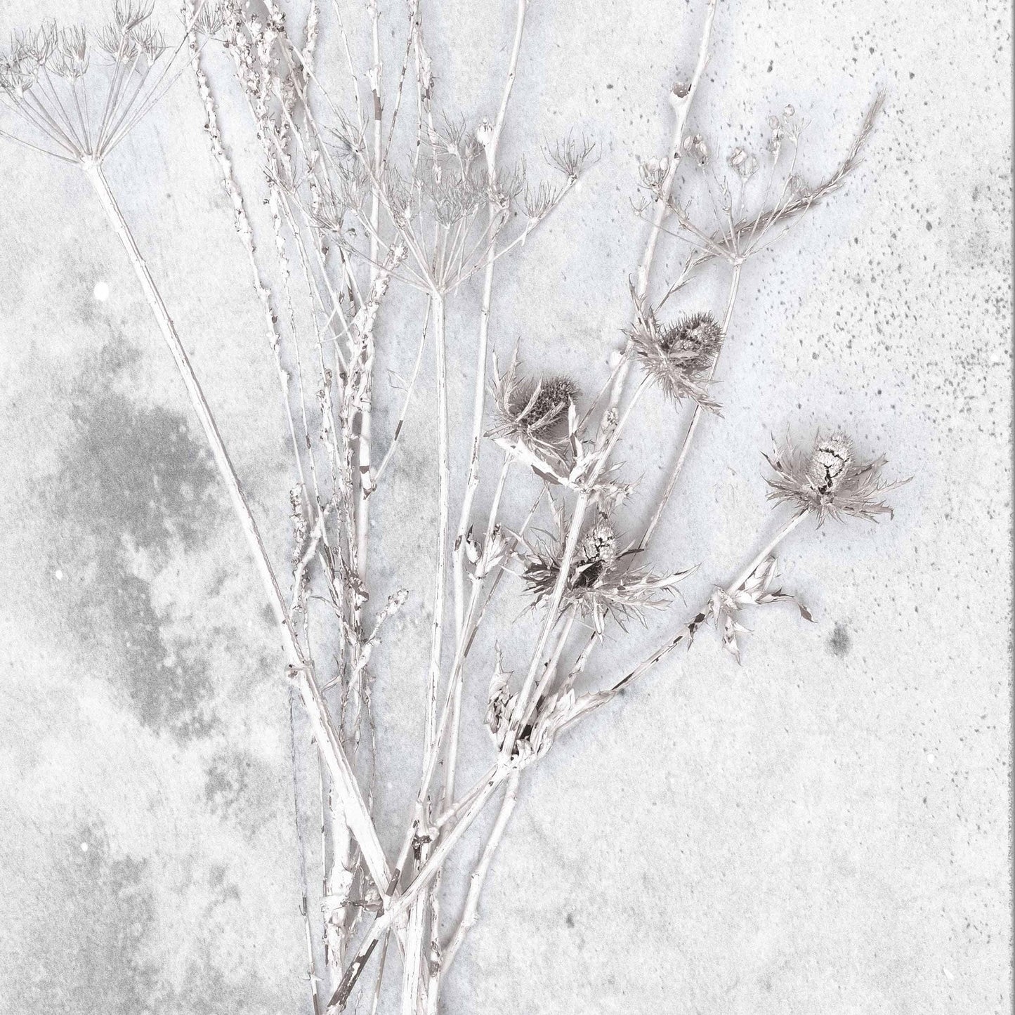 Meraki Concrete Botanical Wallpaper
