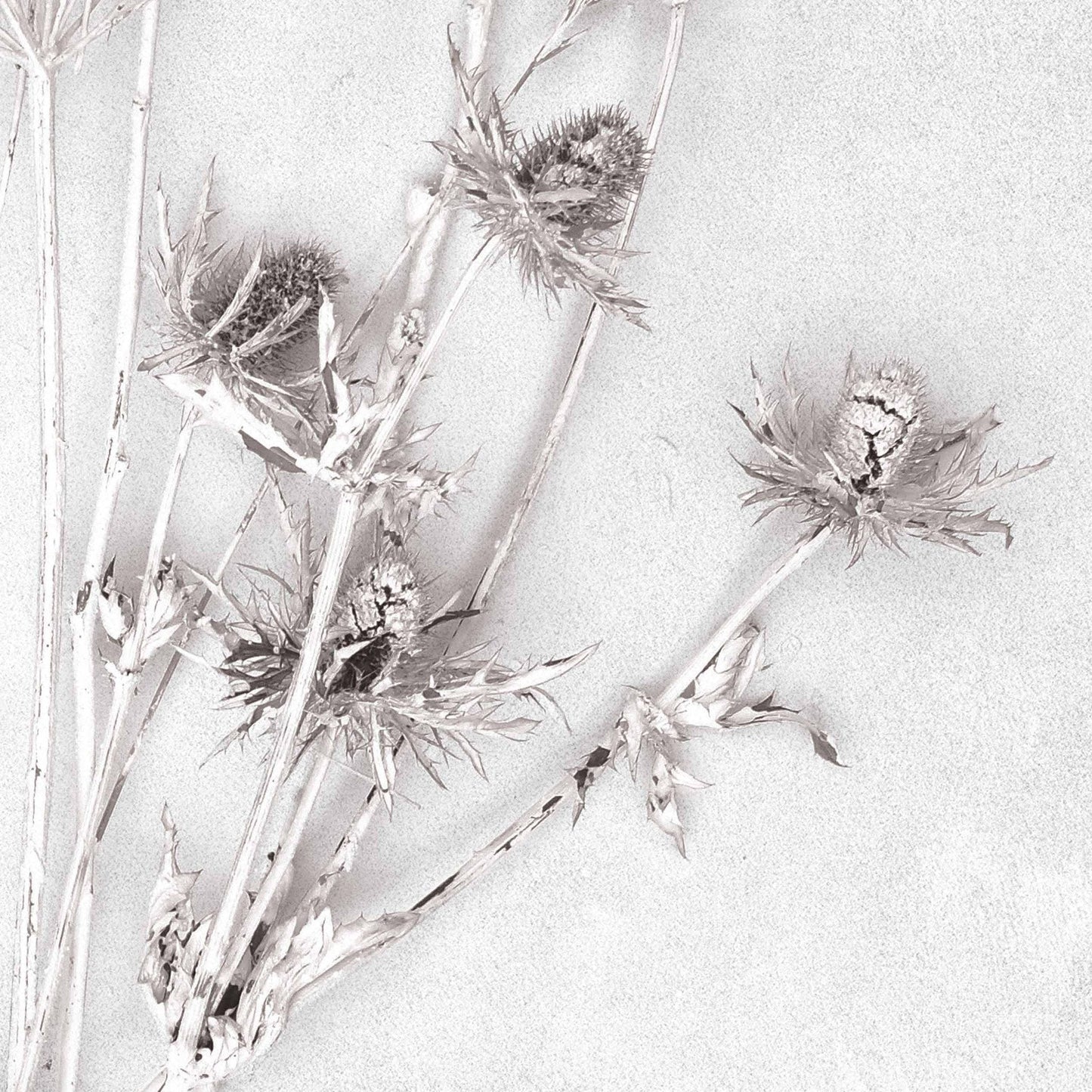 Meraki Concrete Botanical Wallpaper