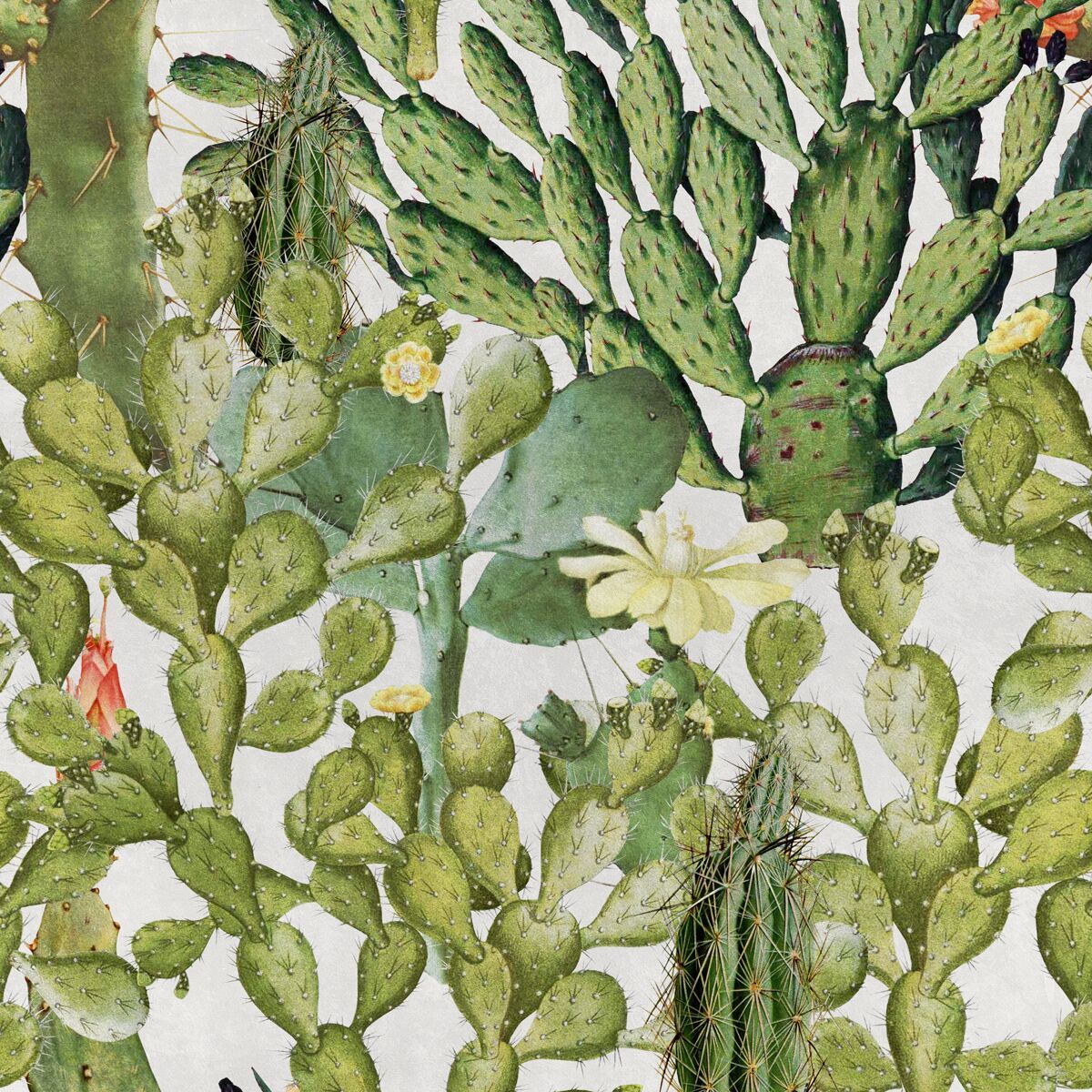 Opuntia Wallpaper