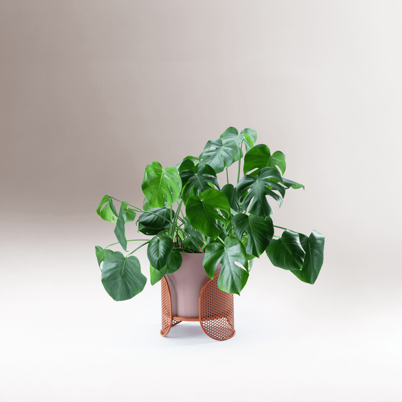 Riviera Vase