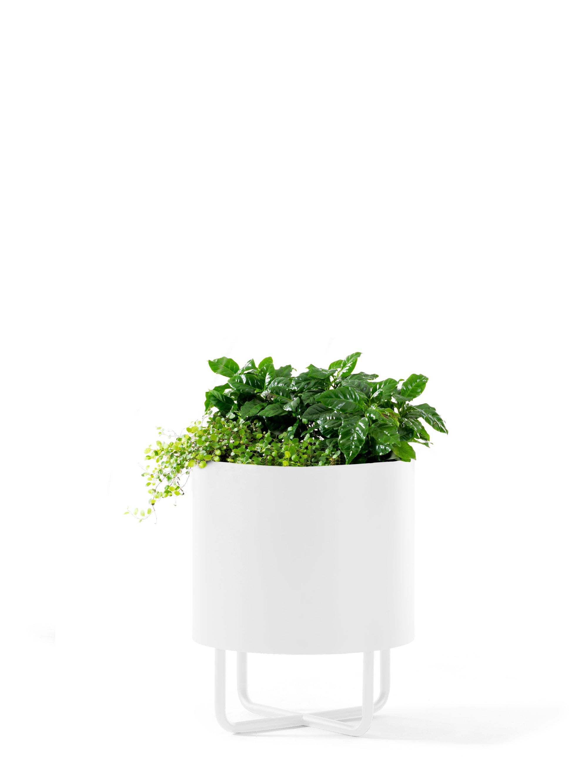 Shima Garden Planter