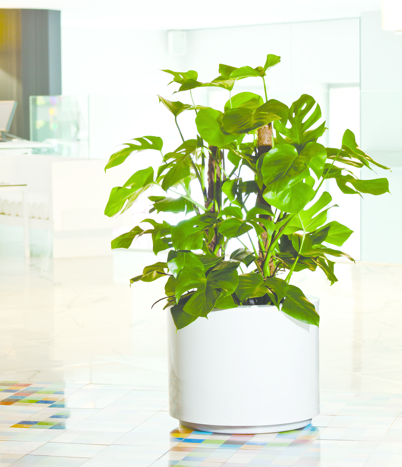 Steel Plus Hydroplanter