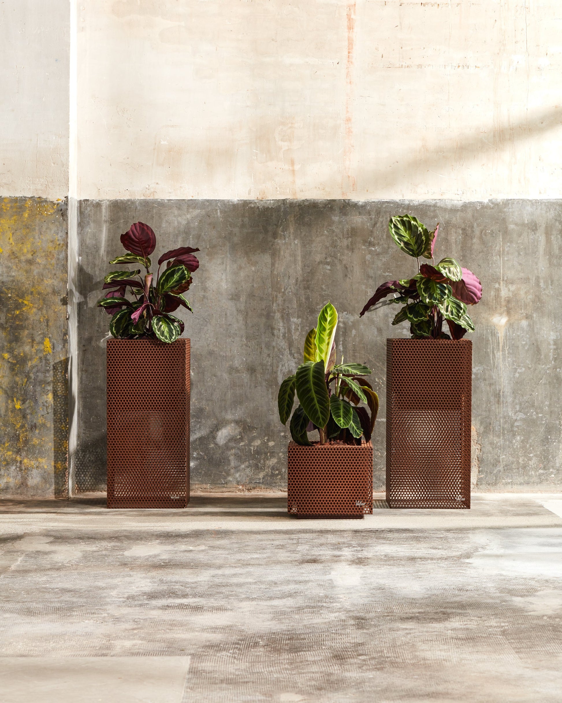 Top Hydroplanter