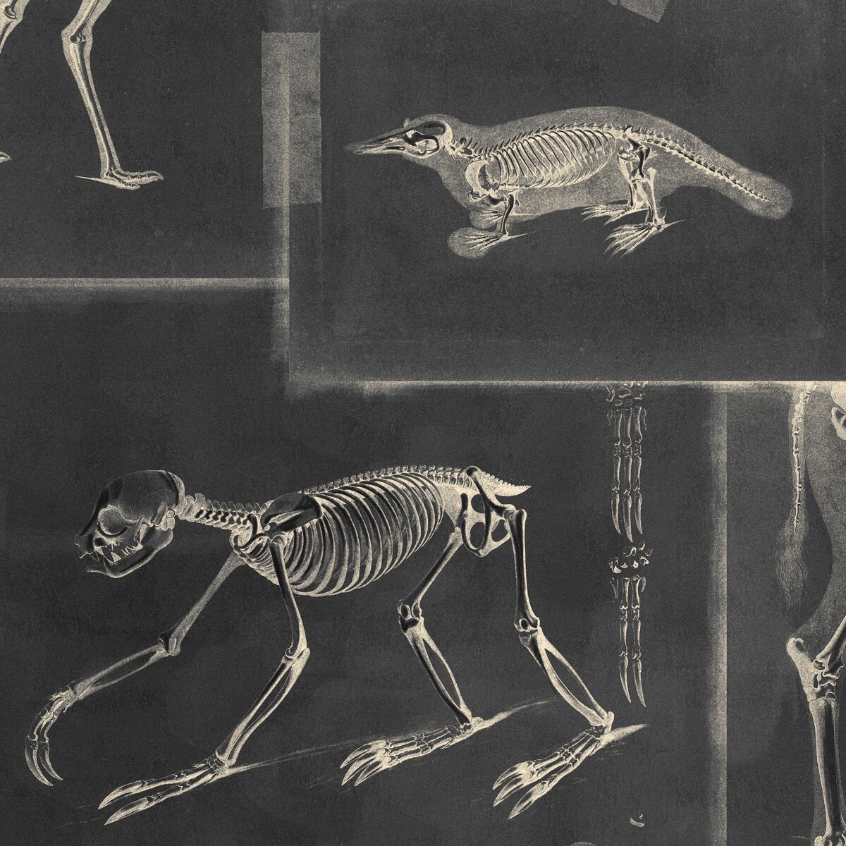 Zooarchaeology Anthracite Wallpaper