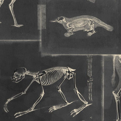 Zooarchaeology Anthracite Wallpaper