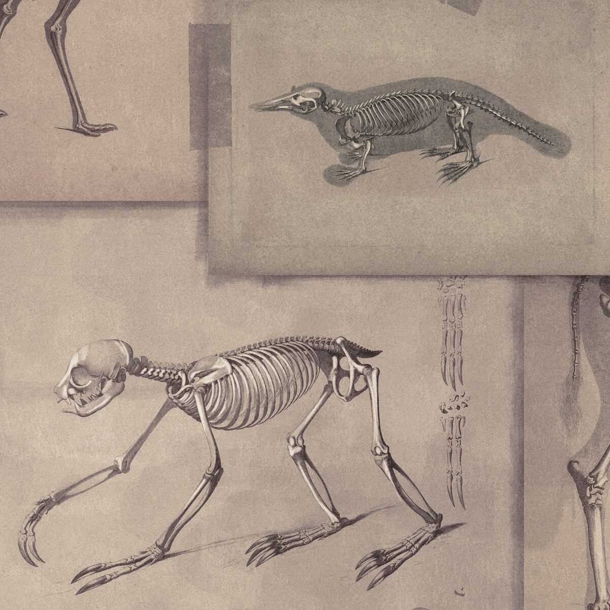 Zooarchaeology Wallpaper