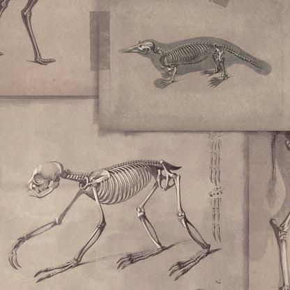 Zooarchaeology Wallpaper